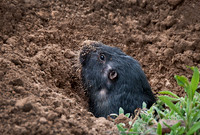 Pocket Gopher02