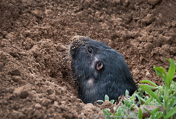 Pocket Gopher02