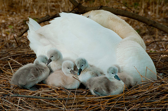 Three Rivers Ranch Swans_1379