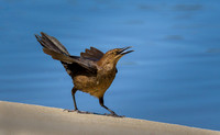Great tail Grackle Female ws
