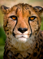 Wild Animal Park_0002