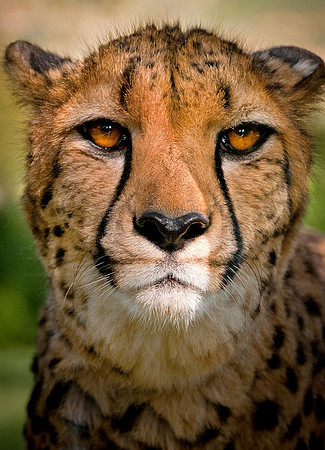 Wild Animal Park_0002