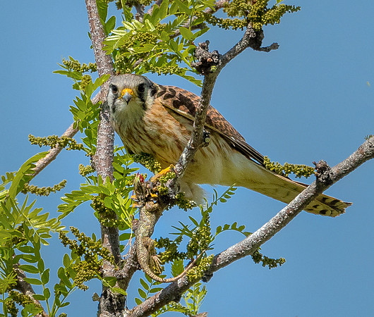DSC_0597-2