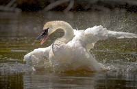 Trumpeter Bathing ws