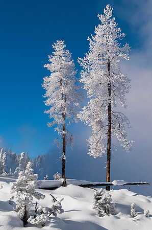 _DSC2009_2991