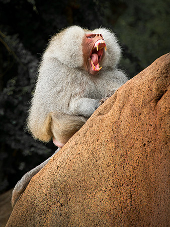 Hamadryas Baboon - Papio hamadryas_02