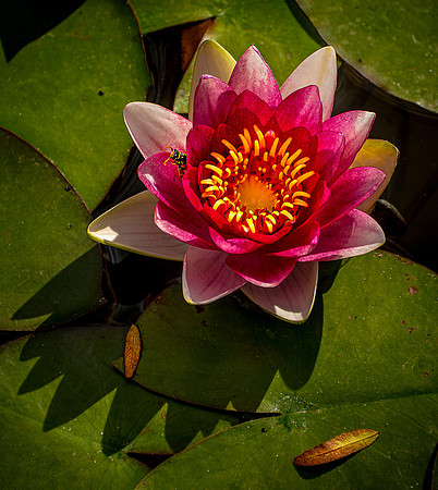 Lilly Pad w bee ws