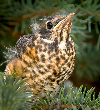 Robin Fledgling_0005