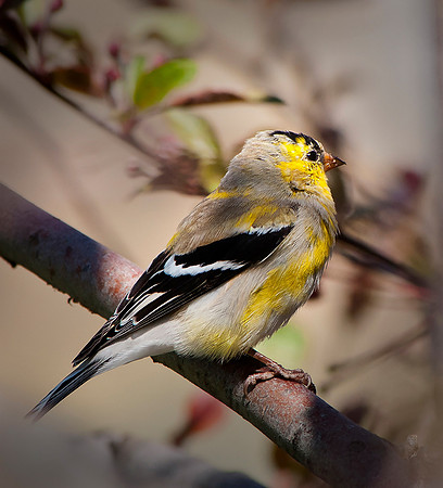 American Goldfinch ws
