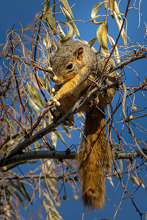 Squirrel with Rus Olive ws