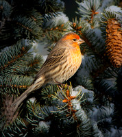 Finches, Juncos, Cardinals, Sparrows, Robins, Doves, and Hummingbirds