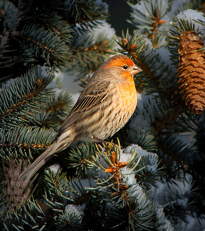 House Finch - Carpodacus mexicanus_009
