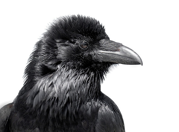 Raven bw ws