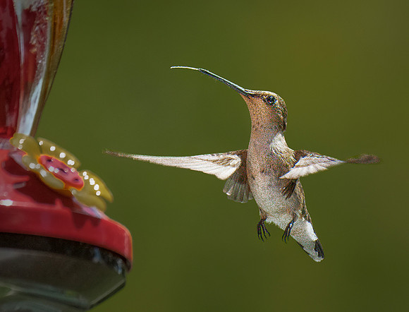 850_5478 ws