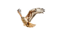 Ferruginous Hawk
