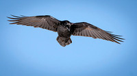 Head on Raven ws