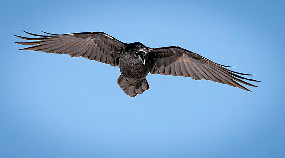 Head on Raven ws