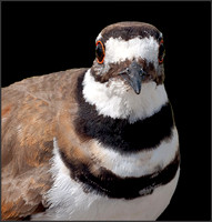 Killdeer