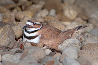 Killdeer-Charadrius vociferus0164