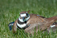 Killdeer-Charadrius vociferus0511