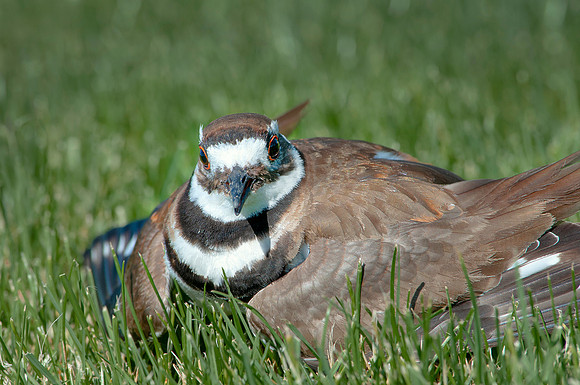 Killdeer-Charadrius vociferus0511