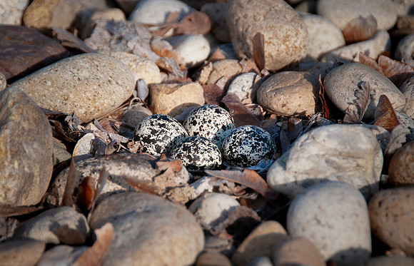 Killdeer-Charadrius vociferus0059