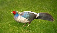 Kalij Pheasant ws