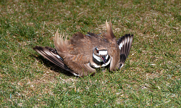 Killdeer-Charadrius vociferus0416