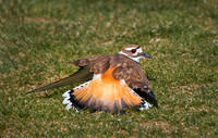 Killdeer-Charadrius vociferus0427