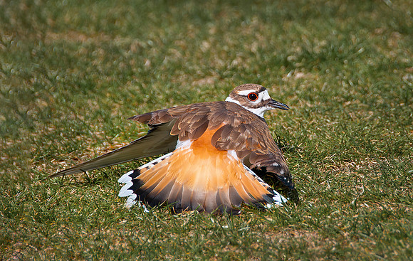 Killdeer-Charadrius vociferus0427