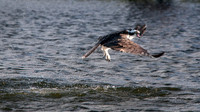 Osprey - Pandion haliaetus _018