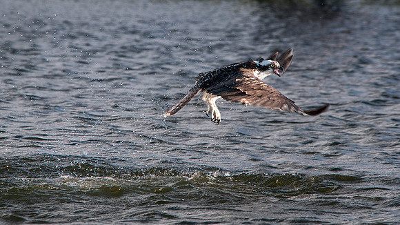 Osprey - Pandion haliaetus _018