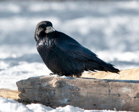 Grizzly Raven