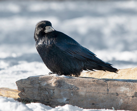 Grizzly Raven