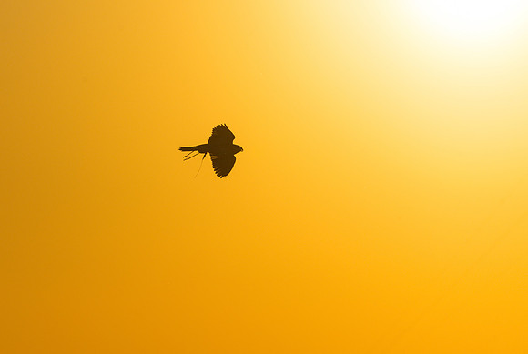 850_1525