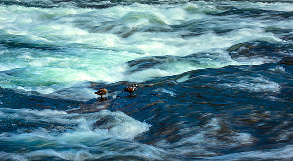 JimShane_LeHardyDucks