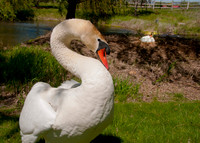Three Rivers Ranch Swans_0578
