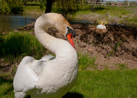 Three Rivers Ranch Swans_0578