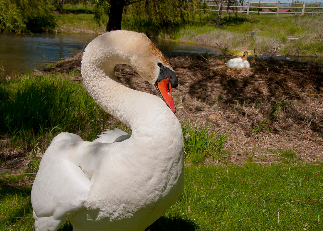 Three Rivers Ranch Swans_0578