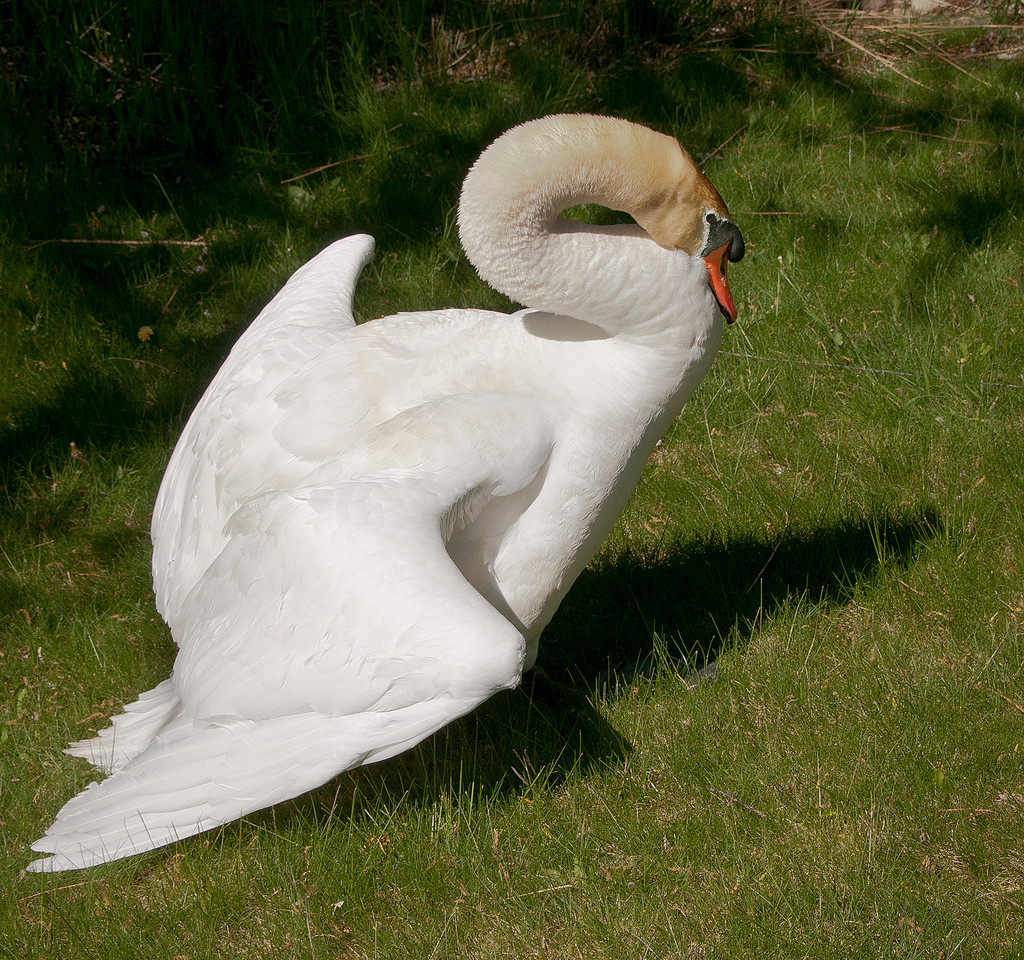 Three Rivers Ranch Swans_0570