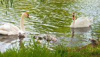 Three Rivers Ranch Swans_1158ws