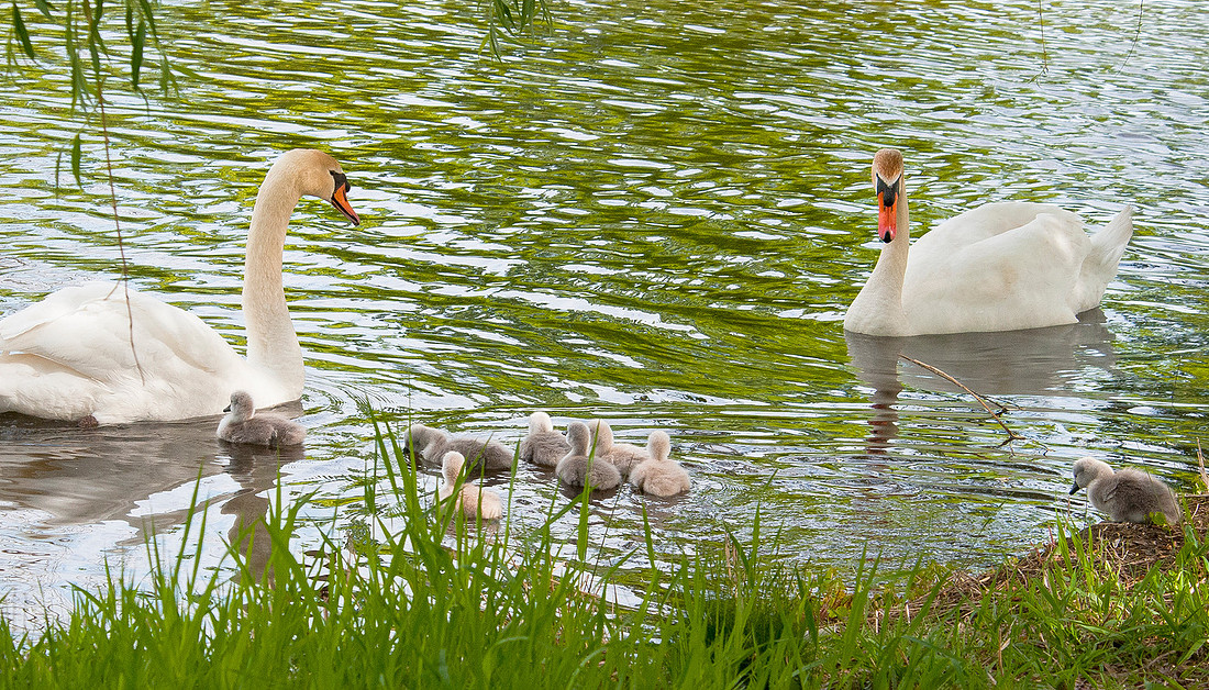 Three Rivers Ranch Swans_1158ws