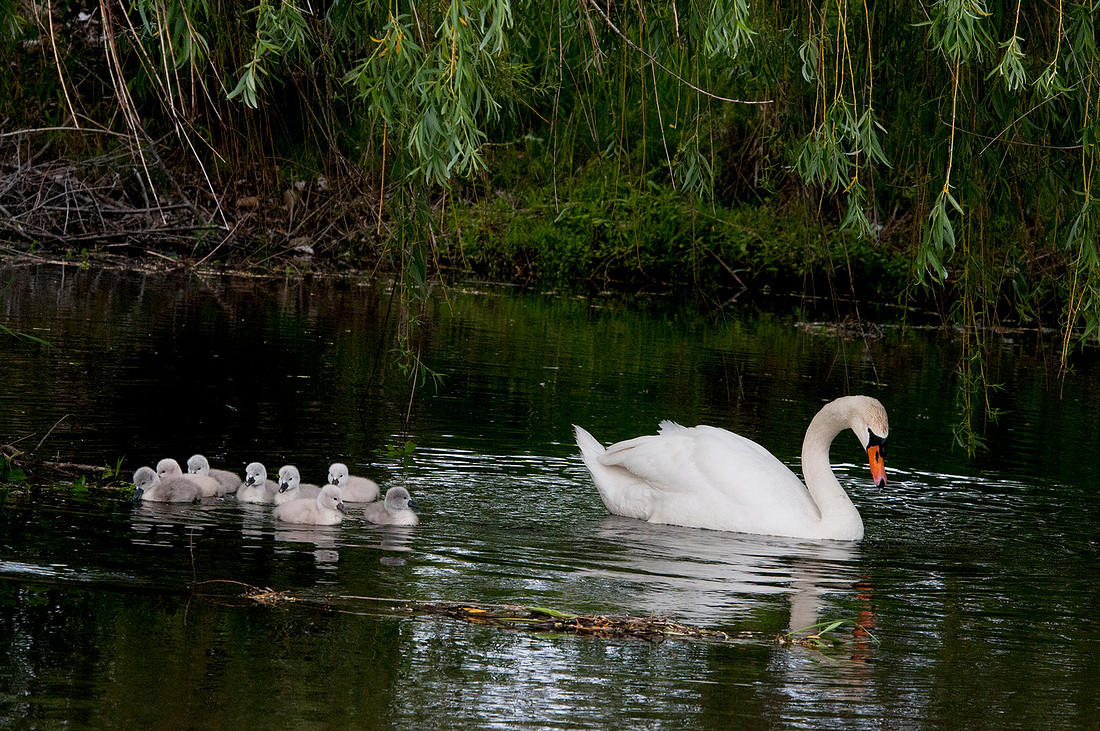 Three Rivers Ranch Swans_1323ws
