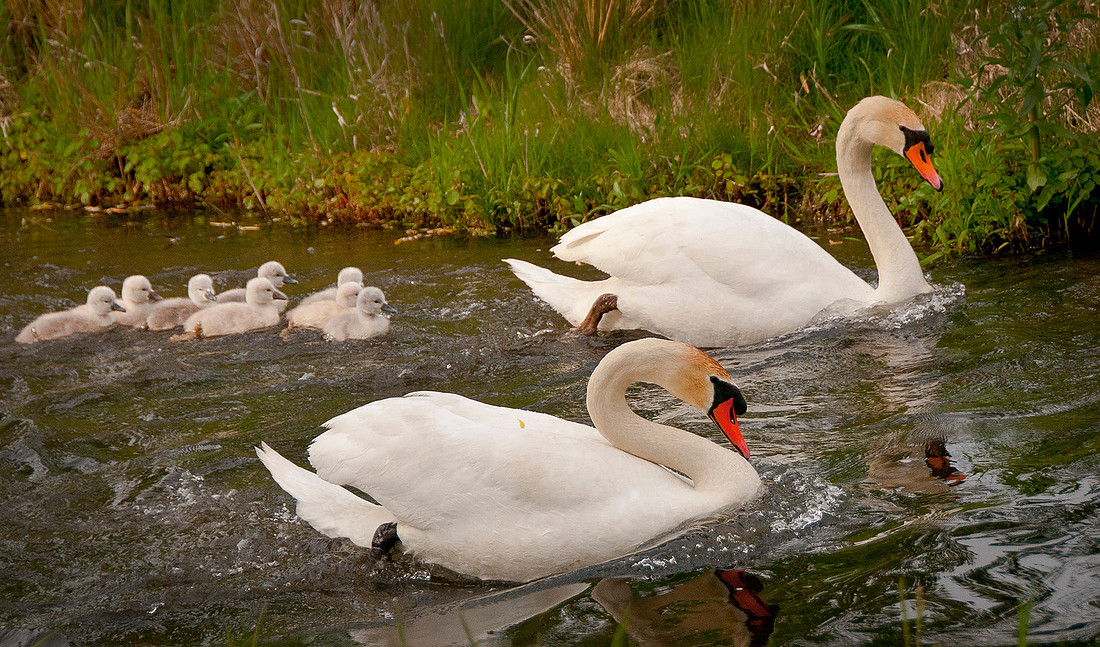 Three Rivers Ranch Swans_1358ws