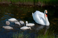 Three Rivers Ranch Swans_2126ws