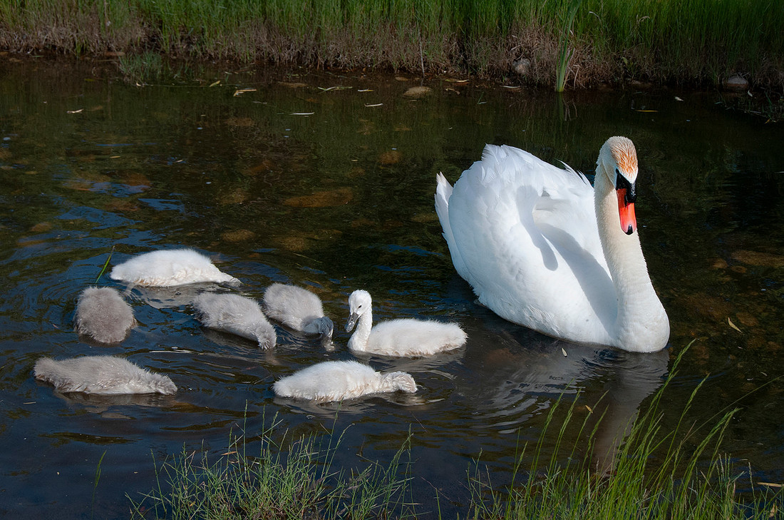 Three Rivers Ranch Swans_2126ws