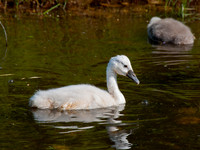 Three Rivers Ranch Swans_2122ws