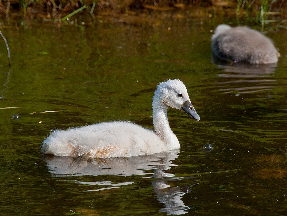 Three Rivers Ranch Swans_2122ws
