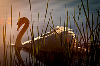 Three Rivers Ranch Swans_1007ws