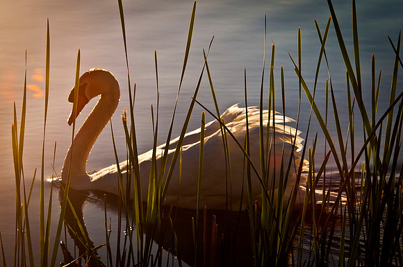 Three Rivers Ranch Swans_1007ws